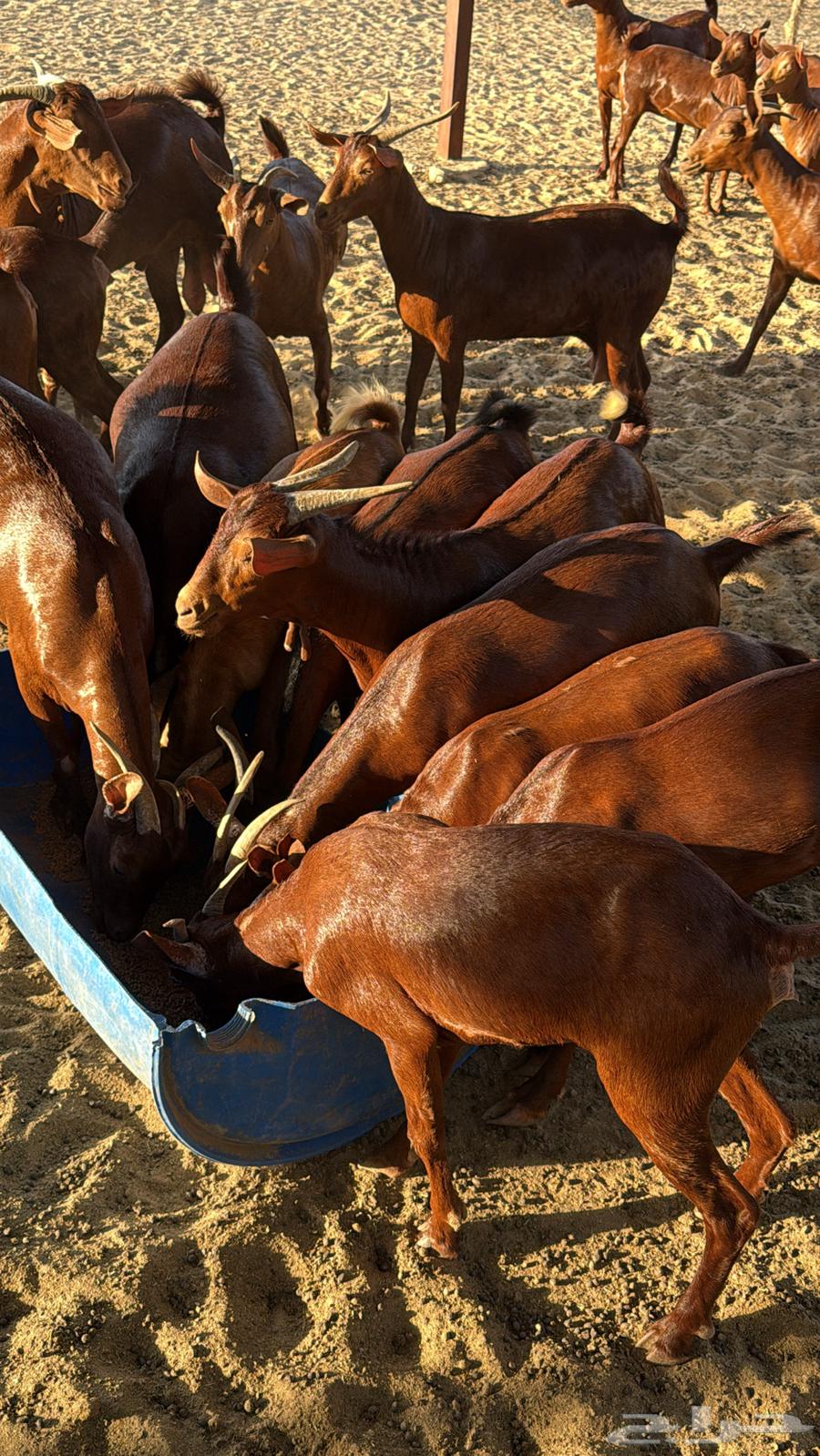 تيوس محايل فاخره64458719384066113