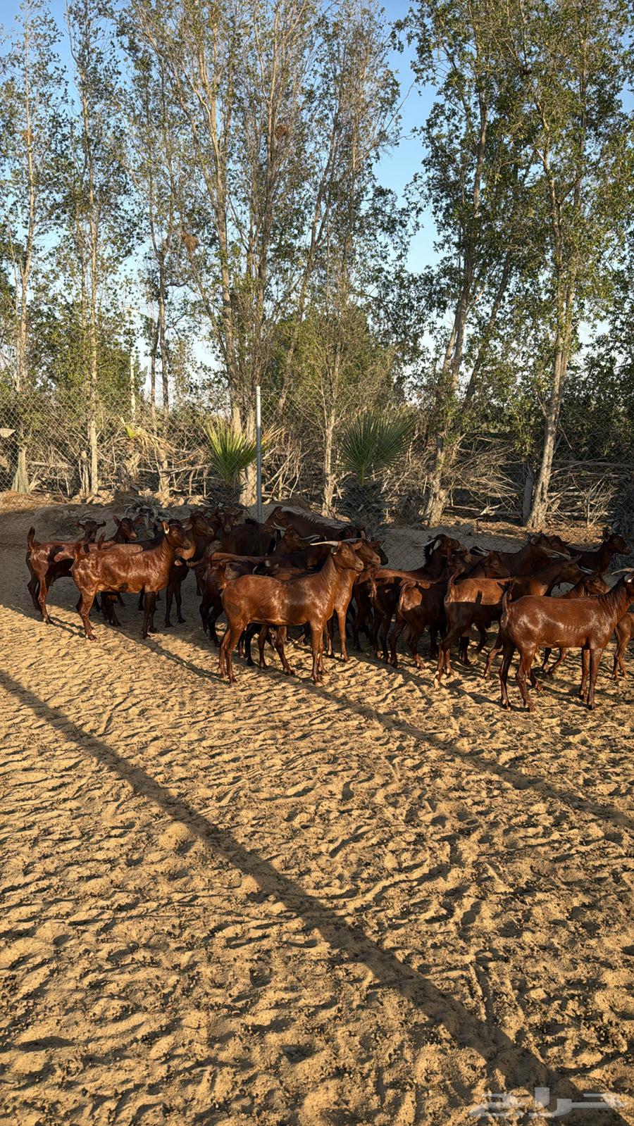 تيوس محايل فاخره64458719384066114