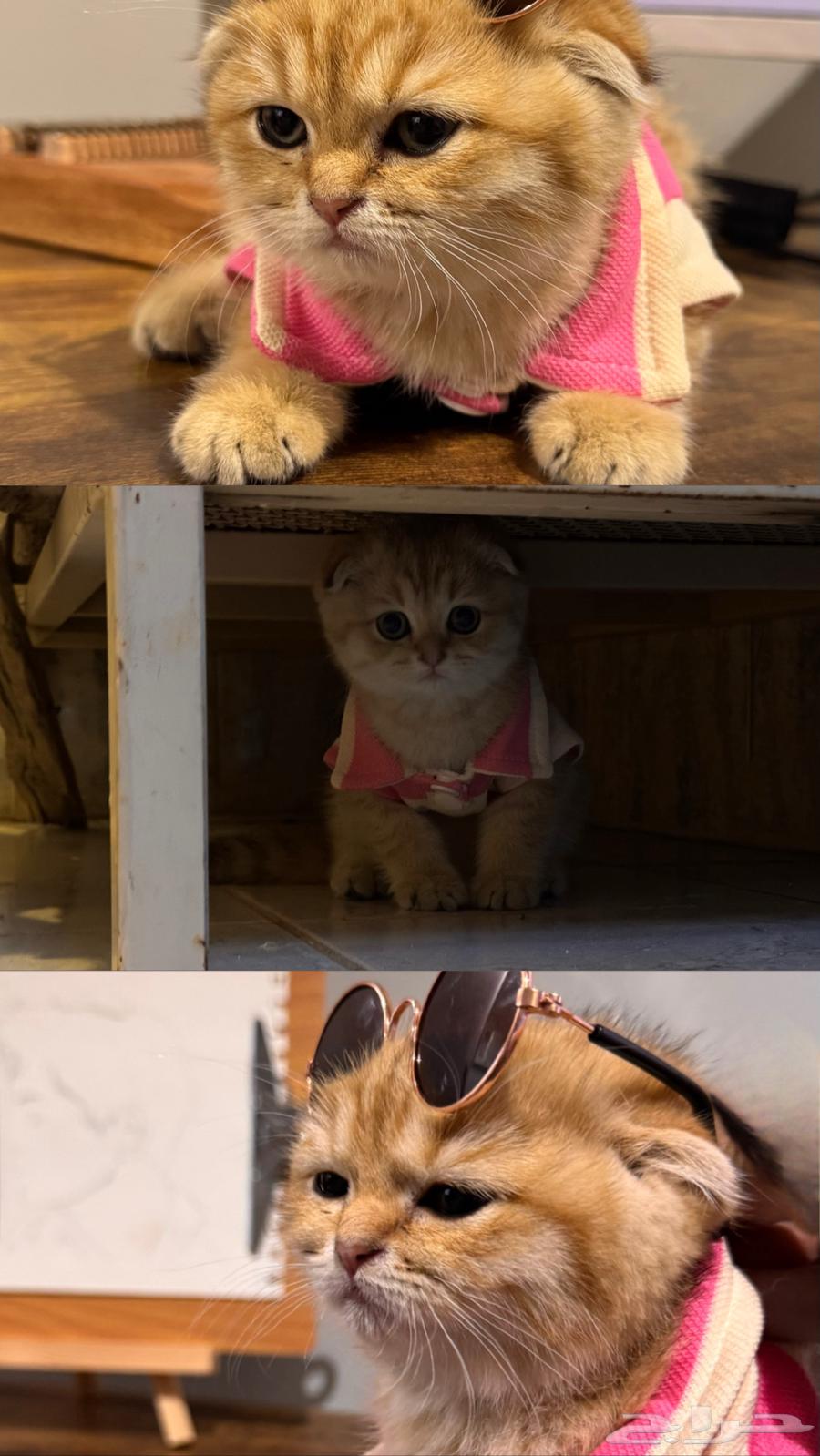 For sale: last available kitten from a rare dwarf category lineage64462321879553110