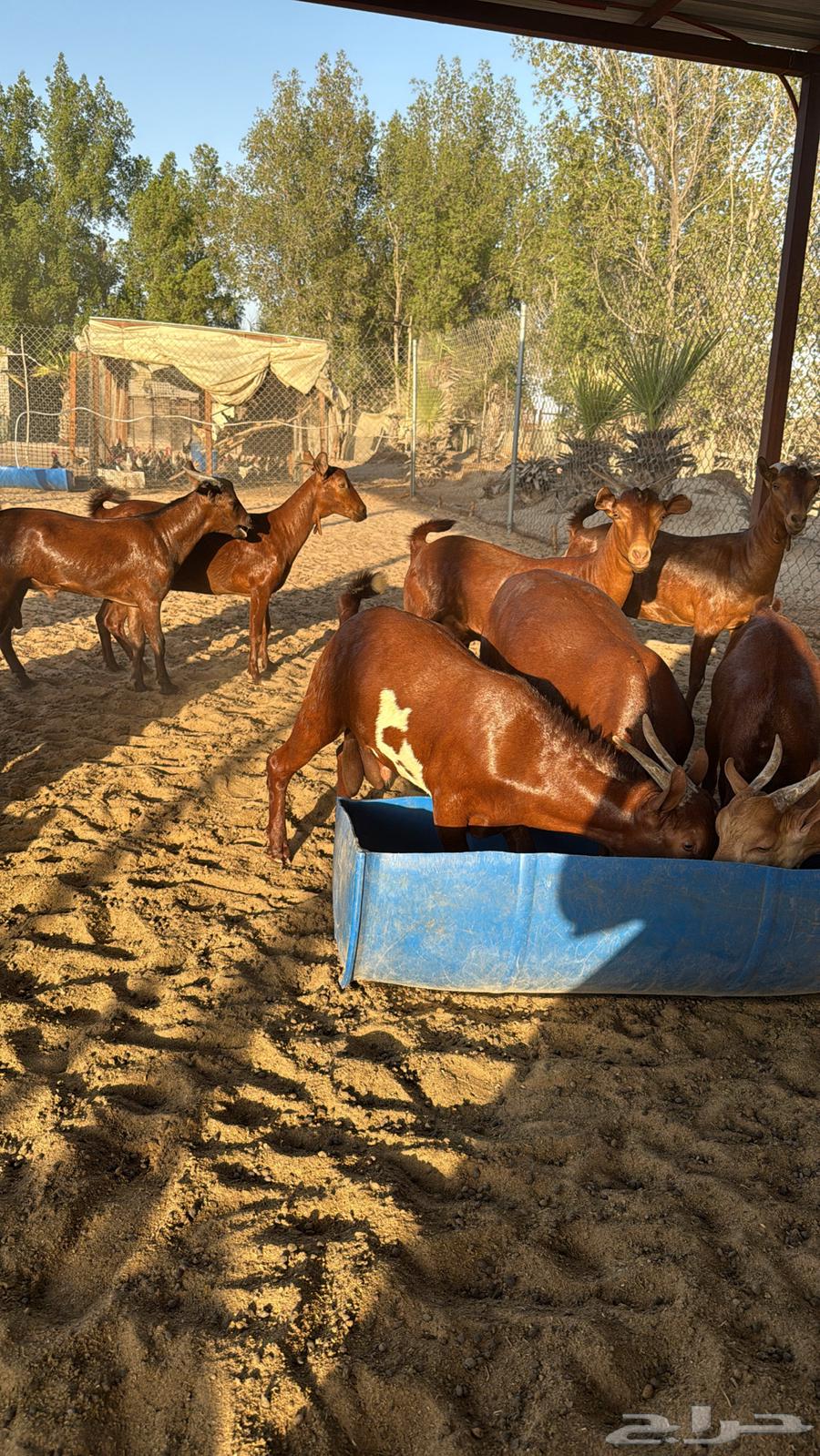 تيوس محايل فاخره64458719384066111