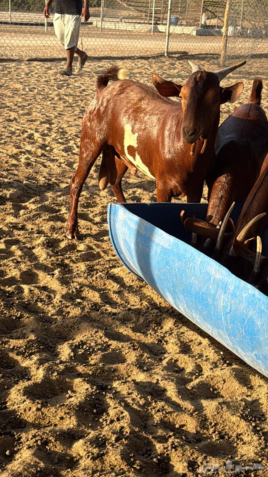 تيوس محايل فاخره64458719384066112