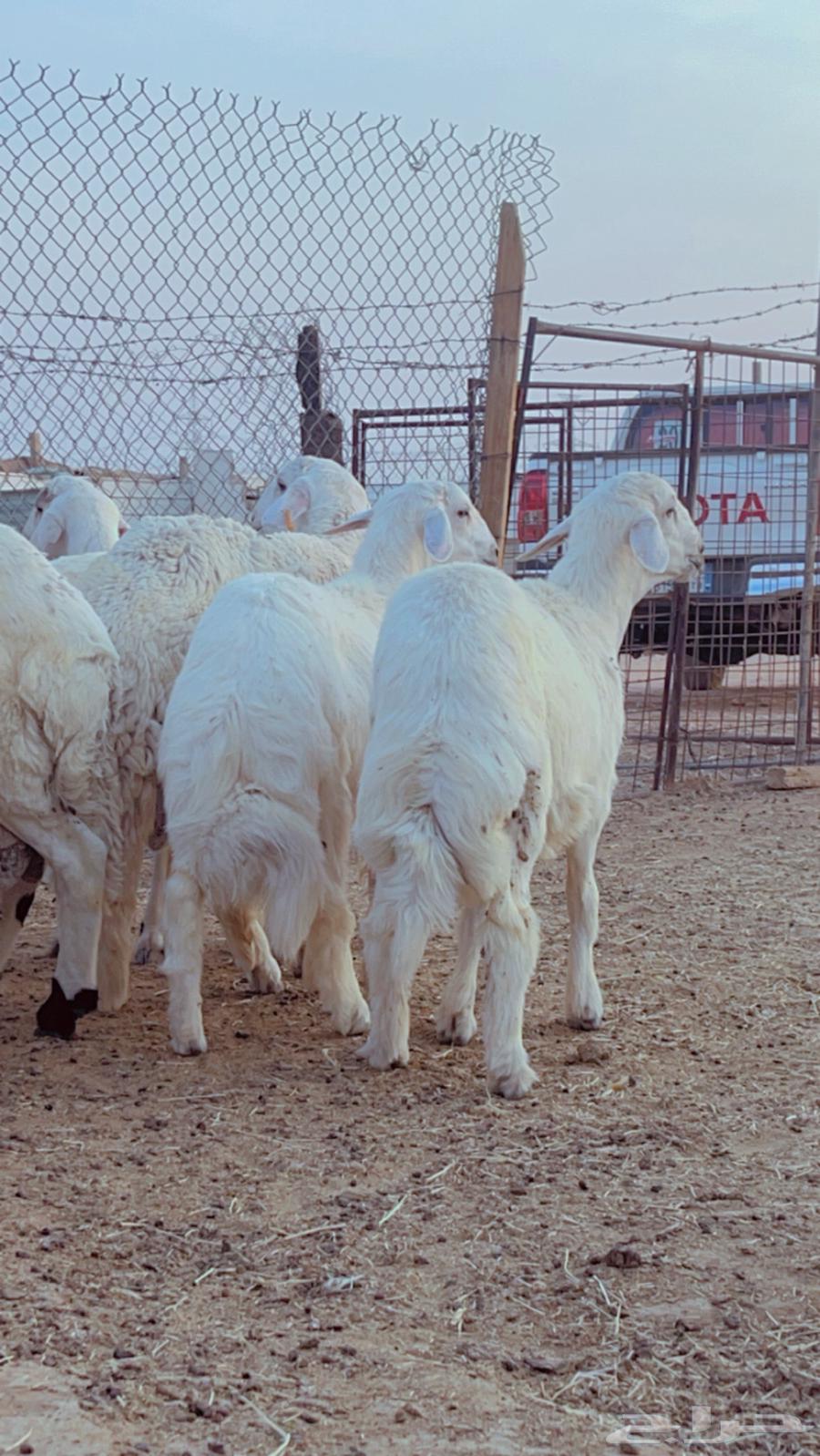 Fresh Italian meat available with slaughter and delivery service64461049159297113