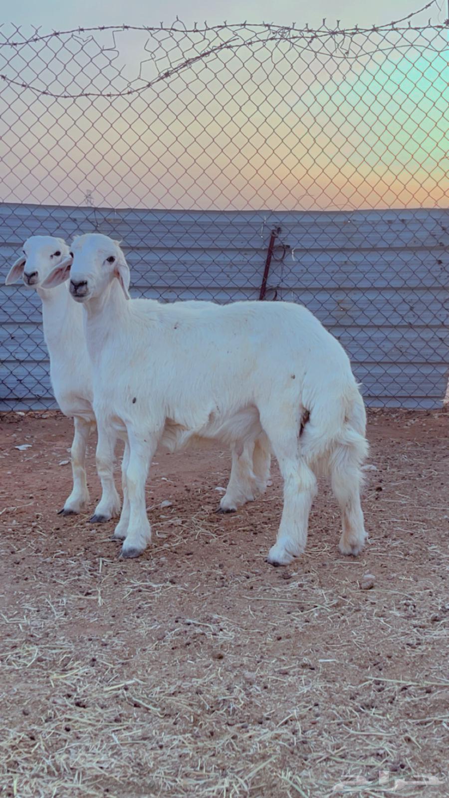 Fresh Italian meat available with slaughter and delivery service64461049159297110