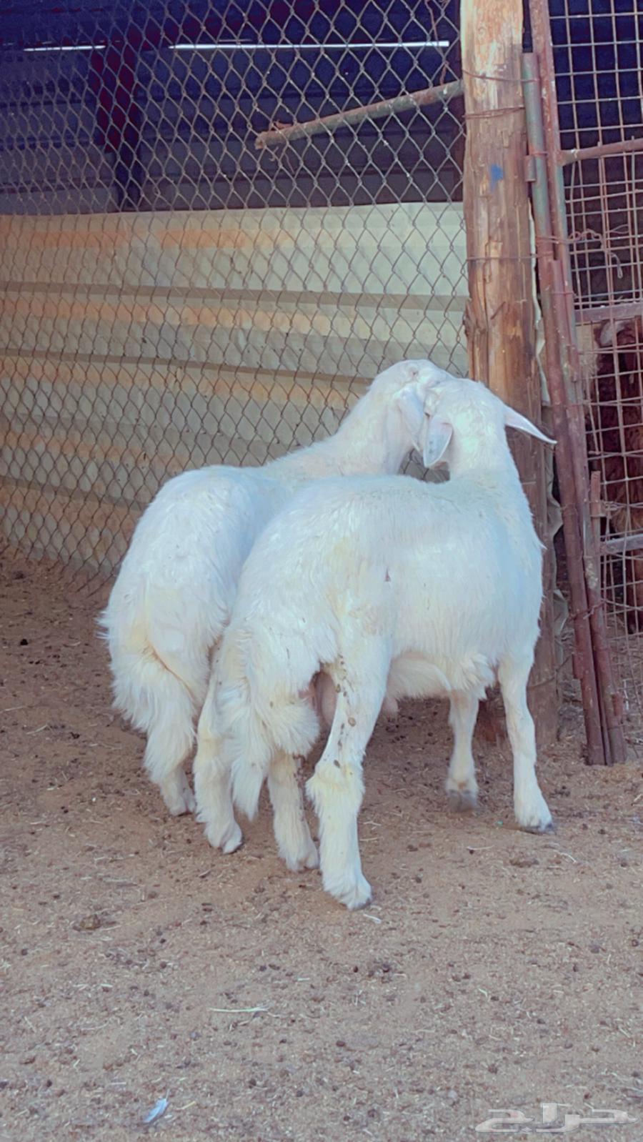 Fresh Italian meat available with slaughter and delivery service64461049159297111