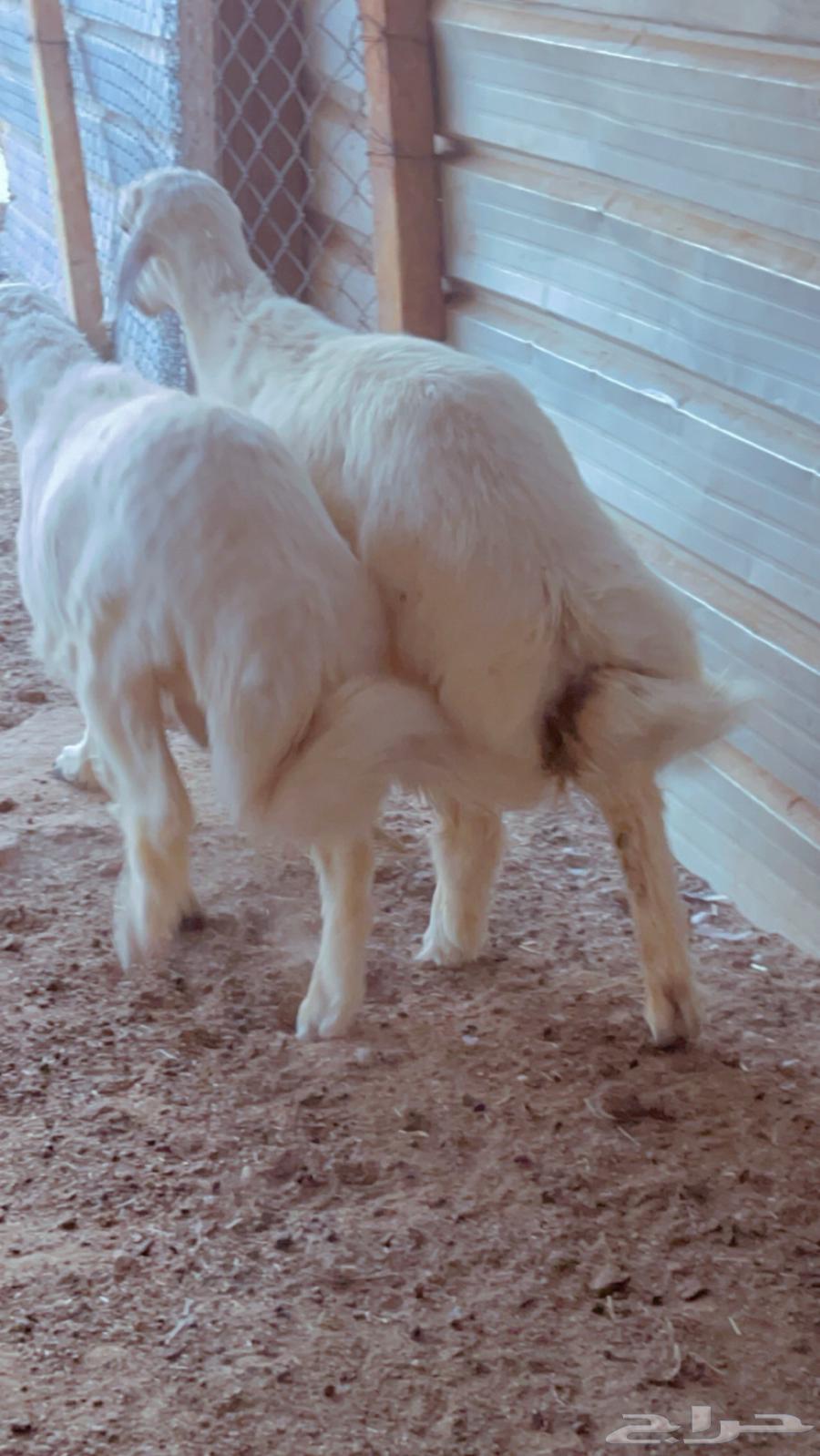 Fresh Italian meat available with slaughter and delivery service64461049159297114