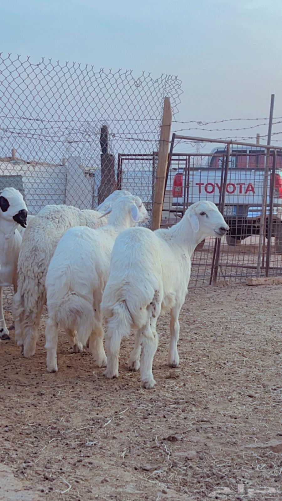 Fresh Italian meat available with slaughter and delivery service64461049159297112