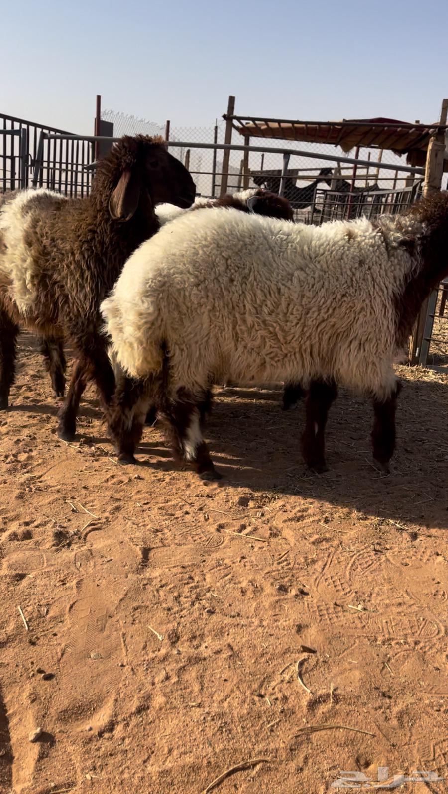 للبيع طليان64458719425026112