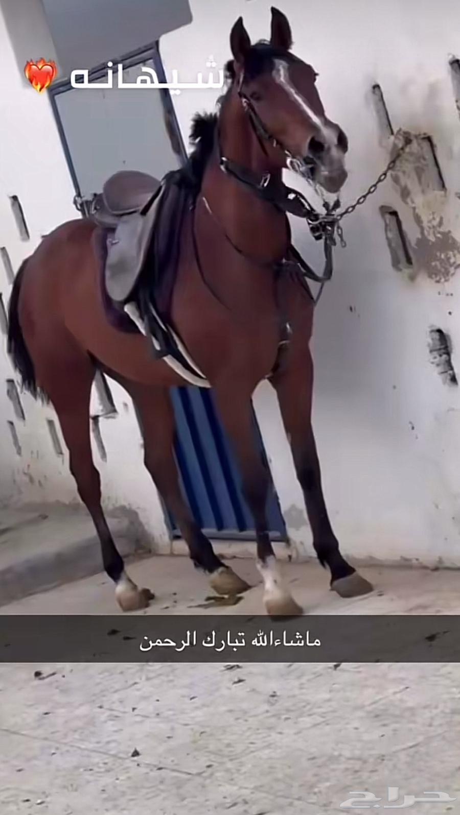 فرس شعبيه شيخه64461533741953111