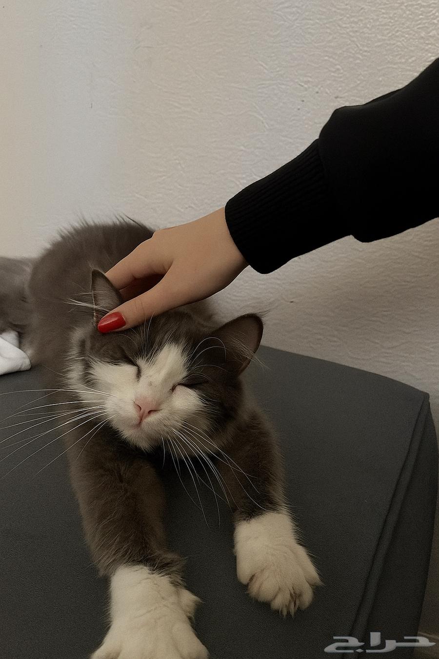 Kitten for sale, 8 months old, price 30064414210589058111