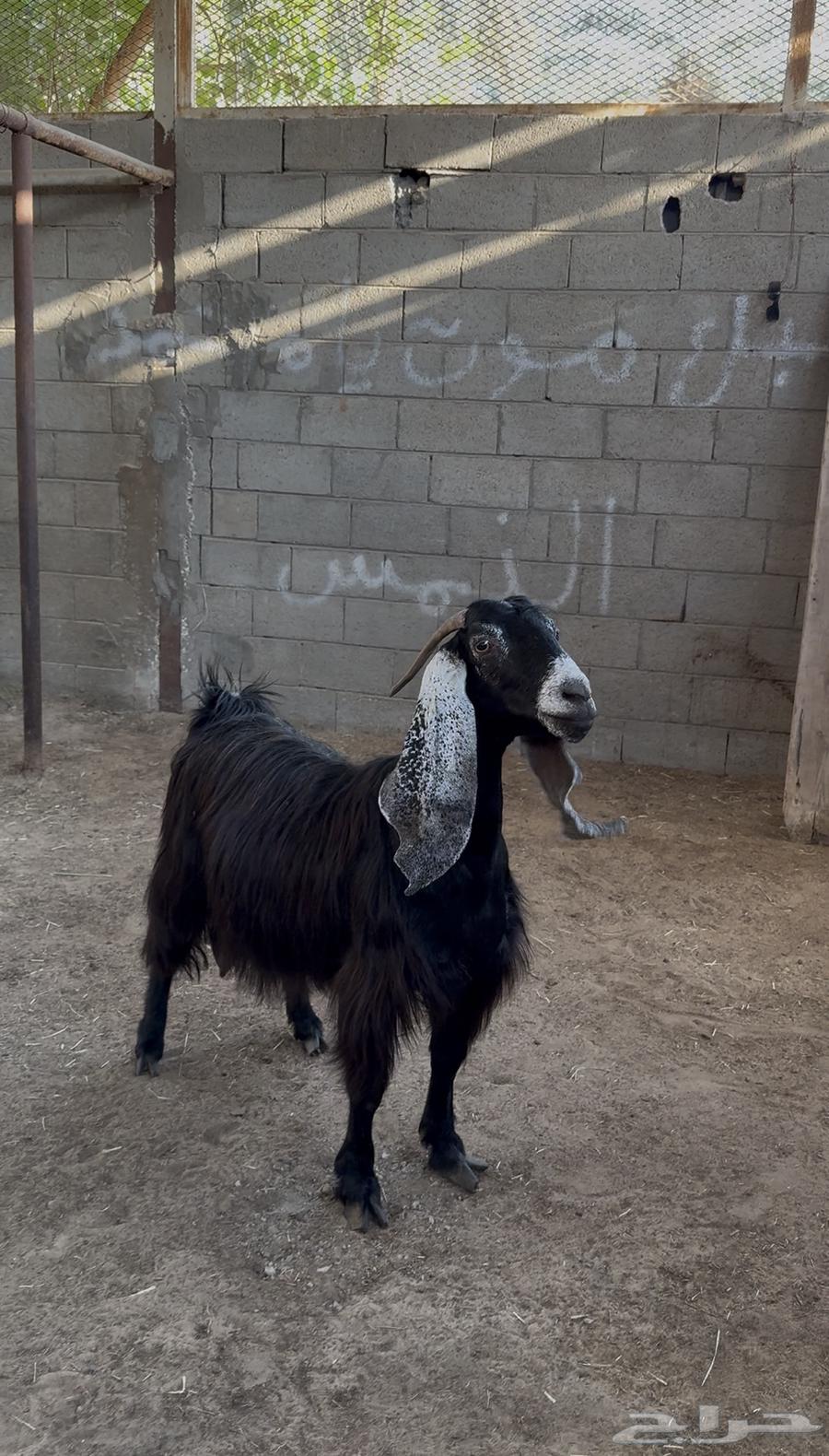 عنز للبيع64461339996801110