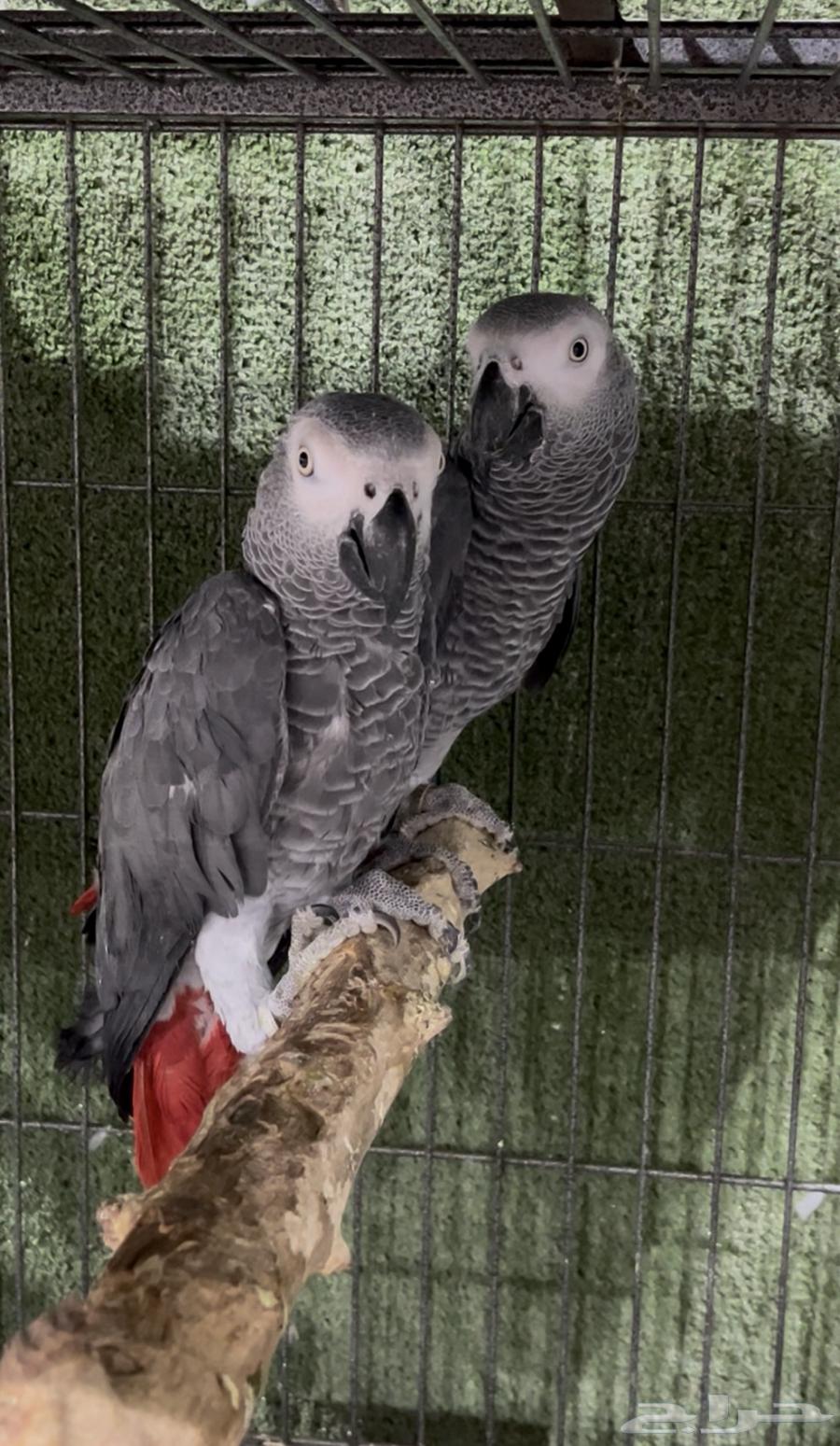 Kasico Nut64461022051715110