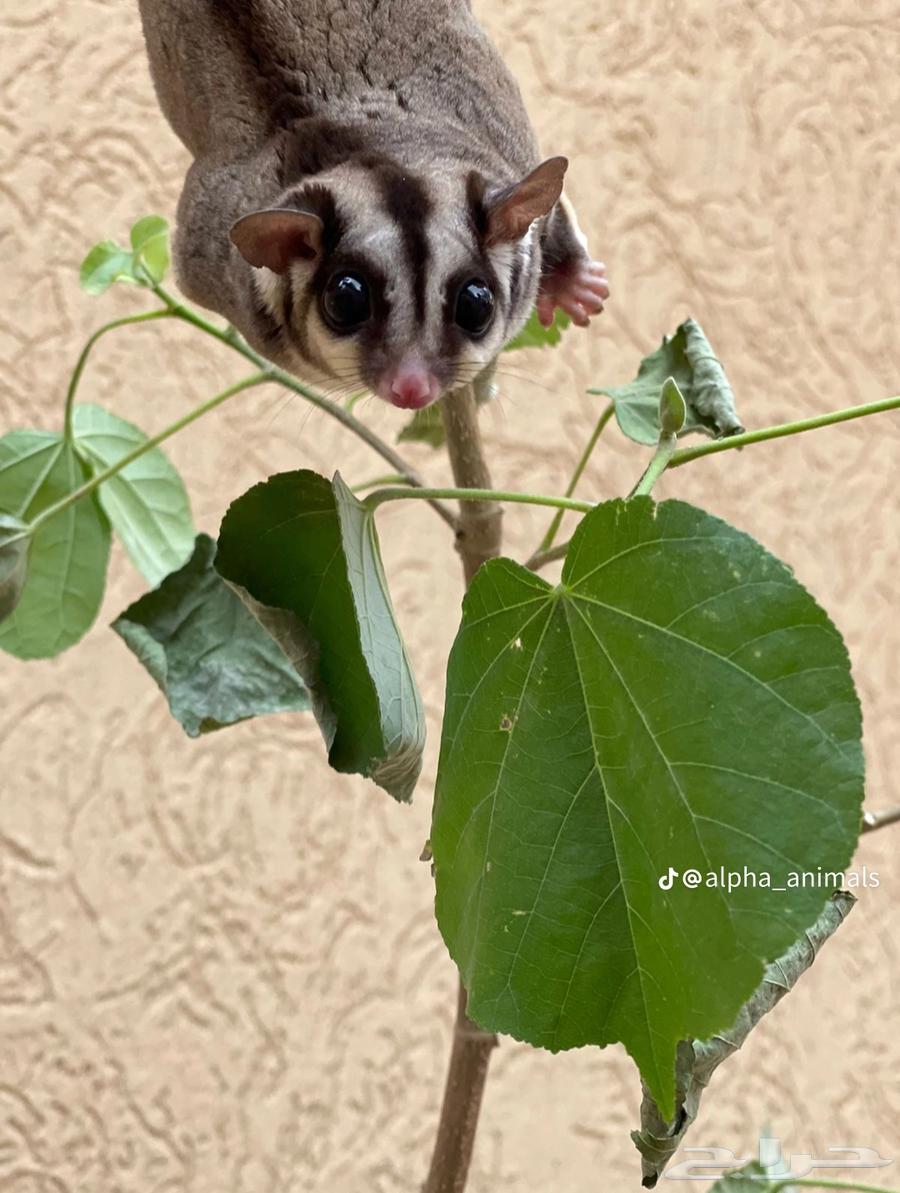 Sugar Glider64458644756097111