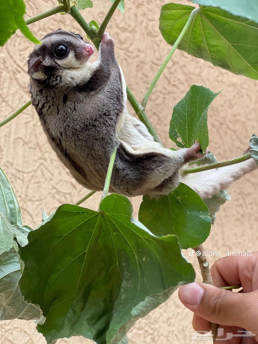 Sugar Glider64458644756097110