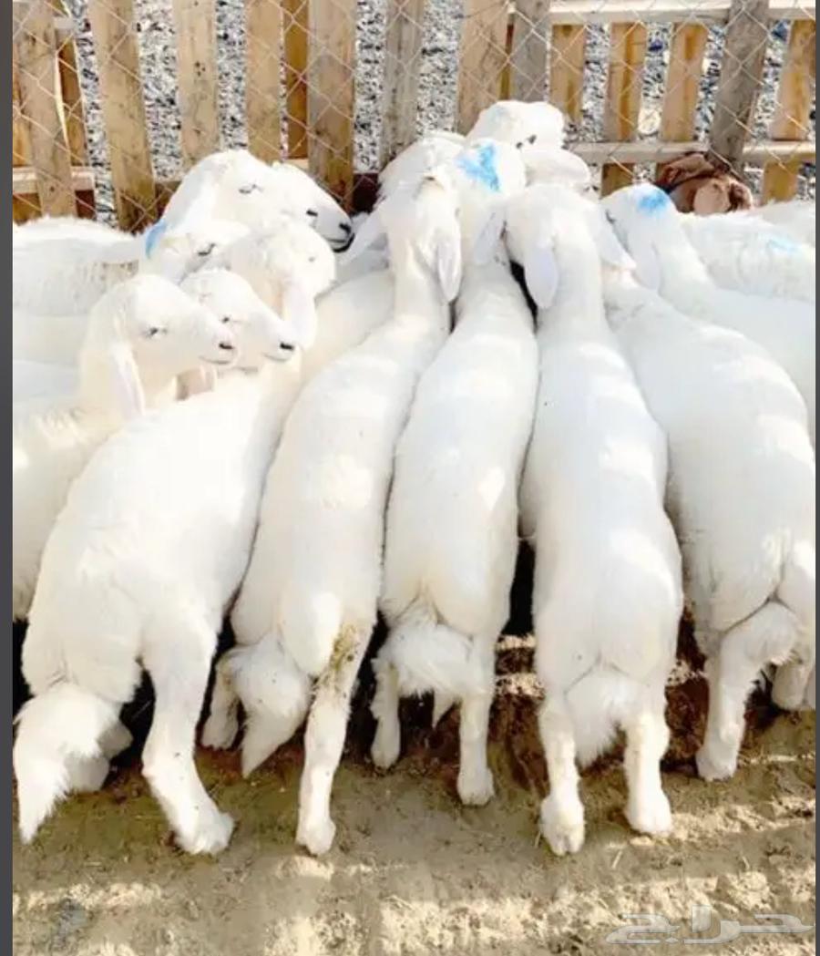 Slaughtered lambs from Shaweran sheep with skinning and delivery64459573350146112