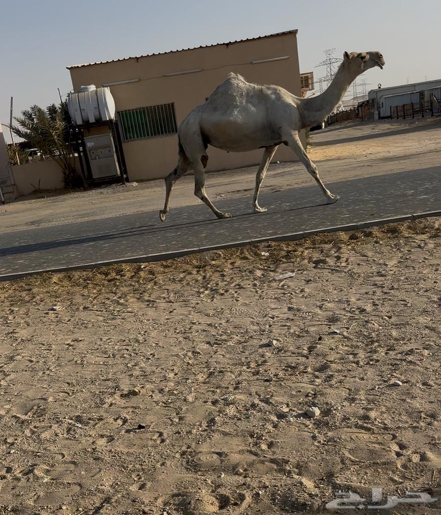 Vaccine64462362664322110