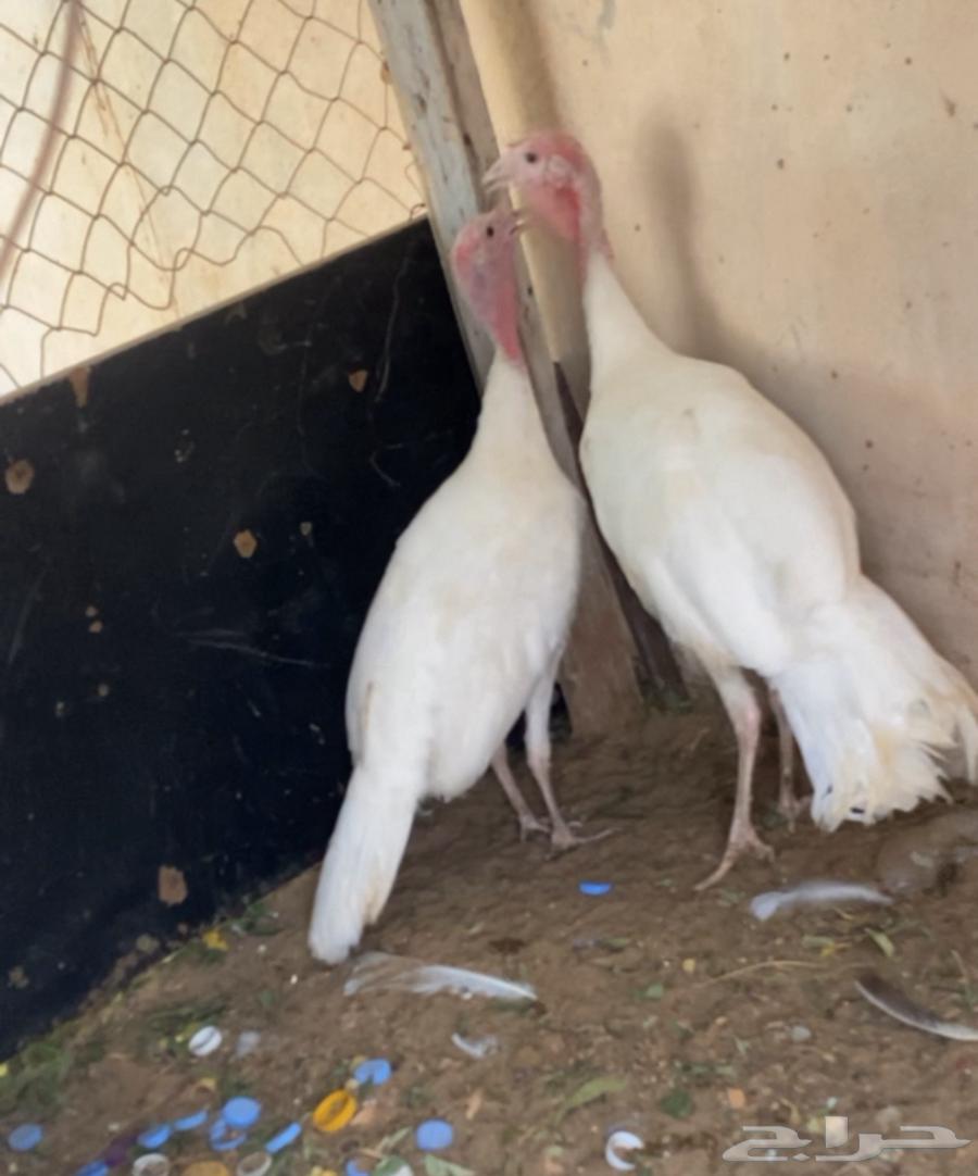 زوج رومي منتج (((تم البيع)))64457309478530110