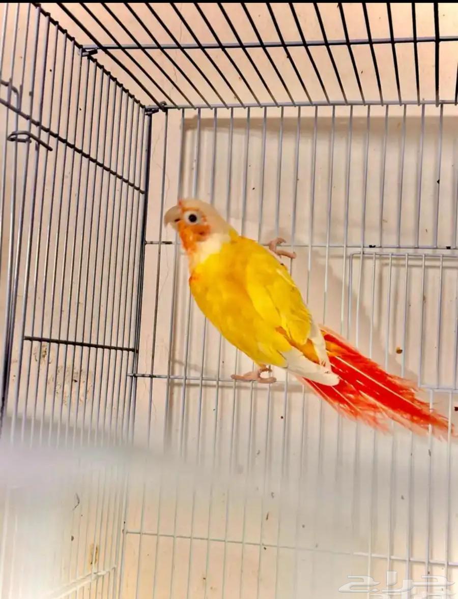 جوز كنيور صن شك64456130139779111