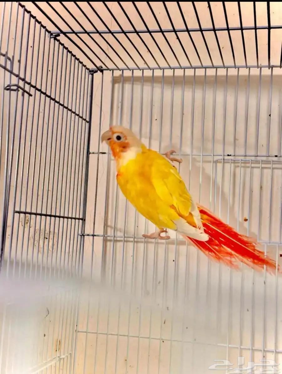 جوز كنيور صن شك64456130139779110