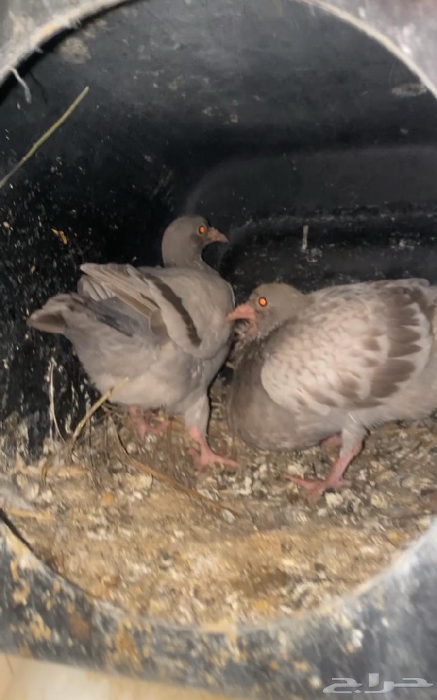 للبيع زغليل سلفر64461049250049110