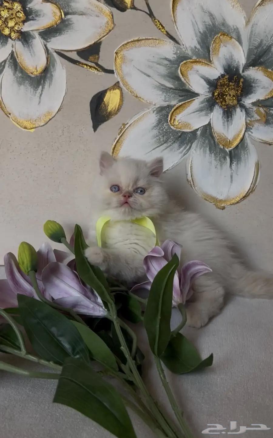 قطط بيرشن64459573414403112