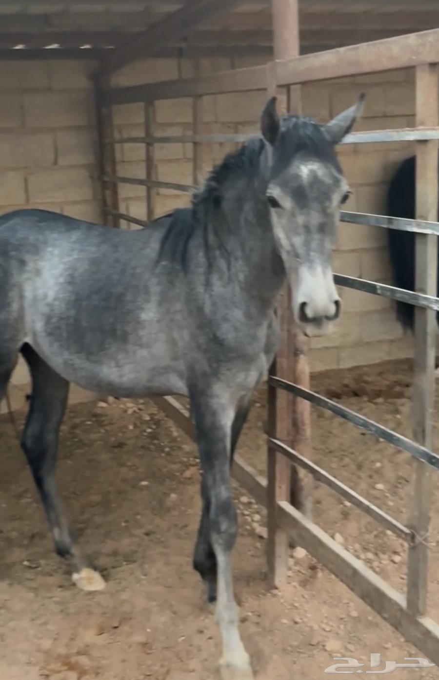 امهار للبيع64459573381507112