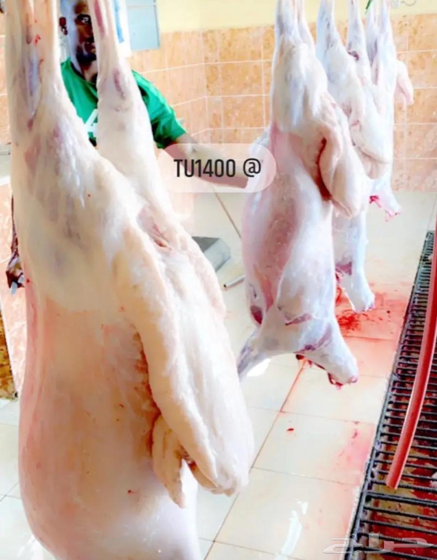 Slaughtered lambs from Shaweran sheep with skinning and delivery64459573350146114