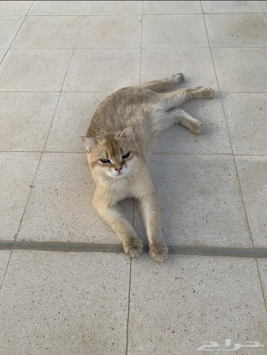 ذكر سكوتش للبيع الرياض بسعر 400 ريال64462266915969110