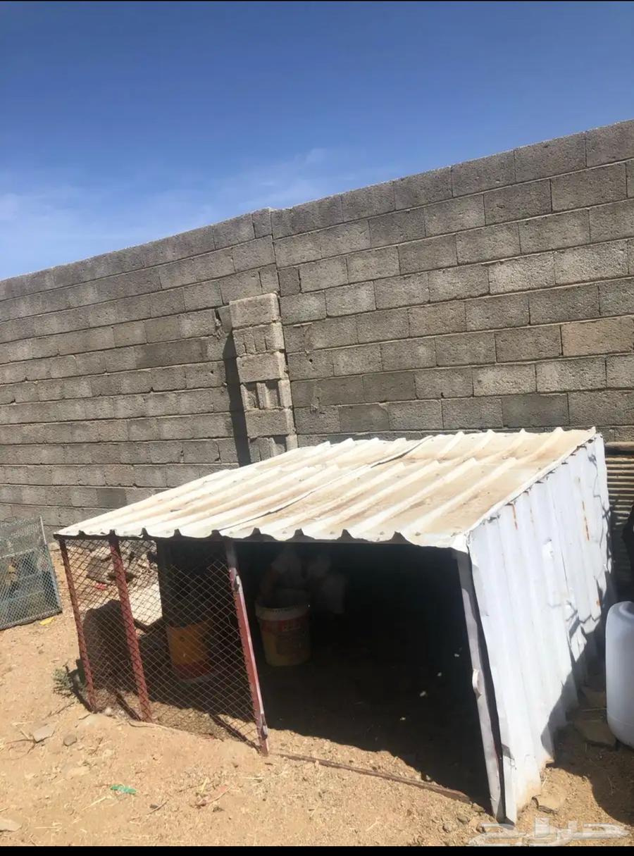 Chicken mesh 3x364463251379075110