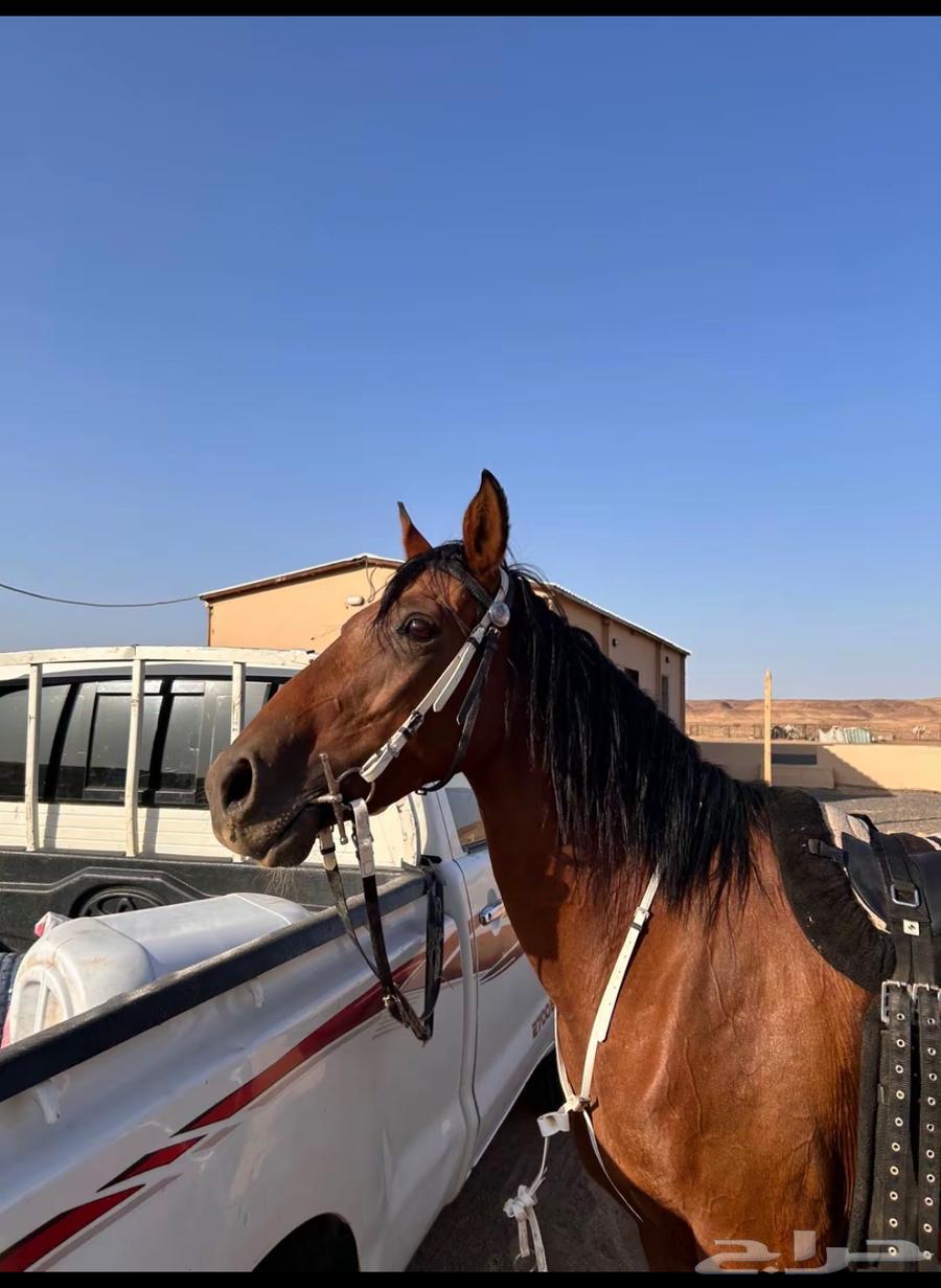 للبيع فرس شعبيه شيخه64462746726915110