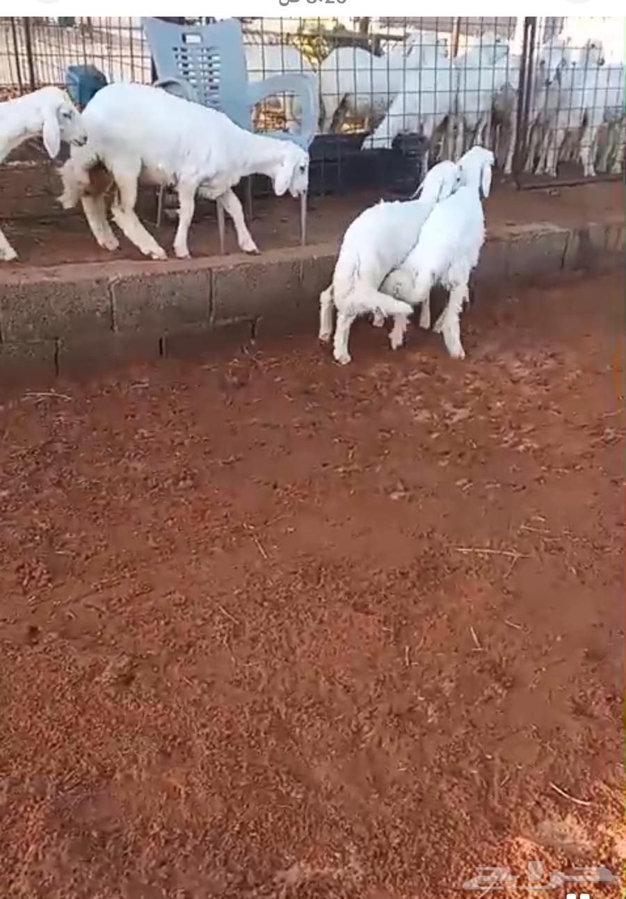 5 رخال 4 طليان العمر 3 شهور الى 3 ونص تم البيع64458659524738110