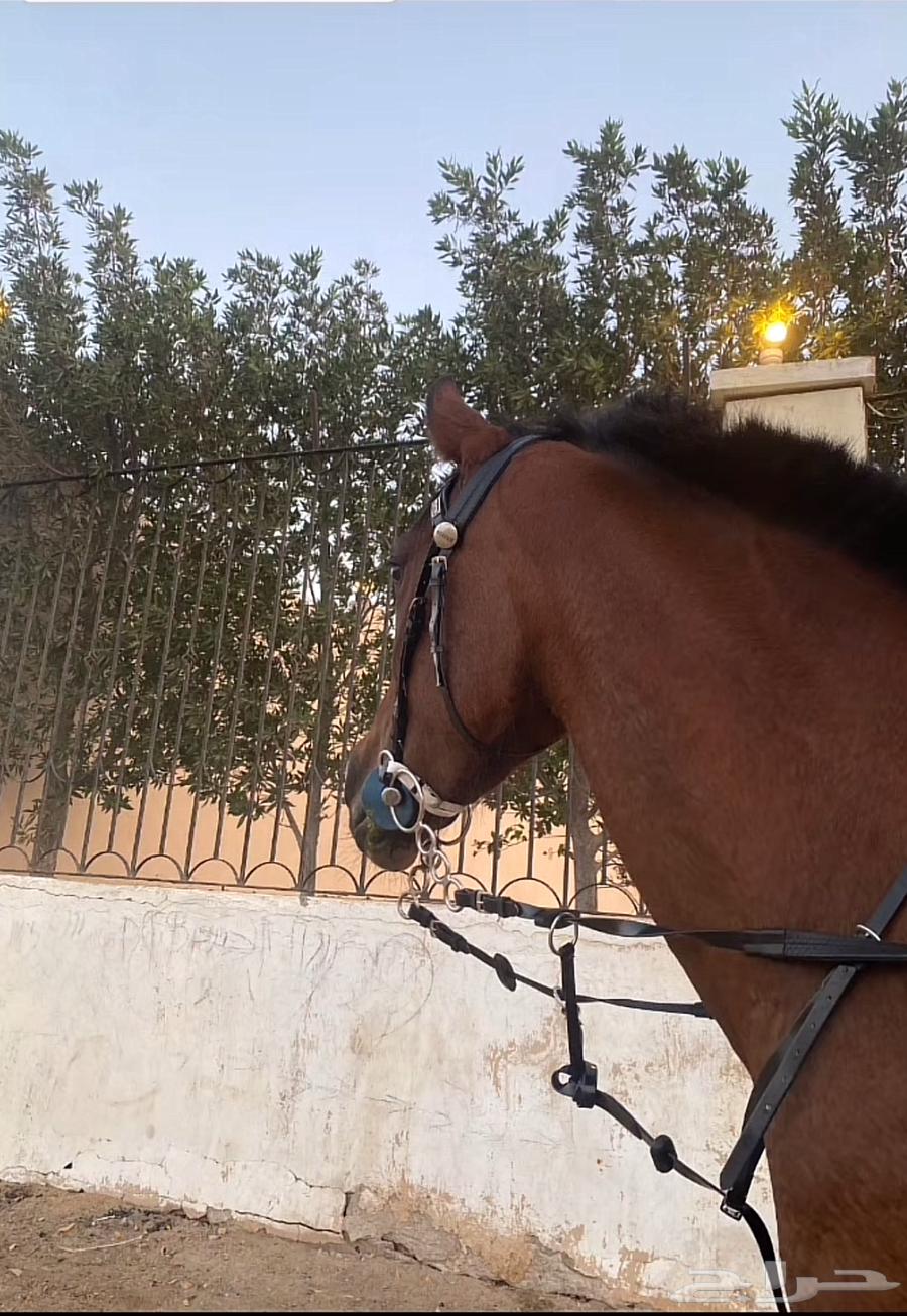 فرس شعبيه شيخه64461533741953113