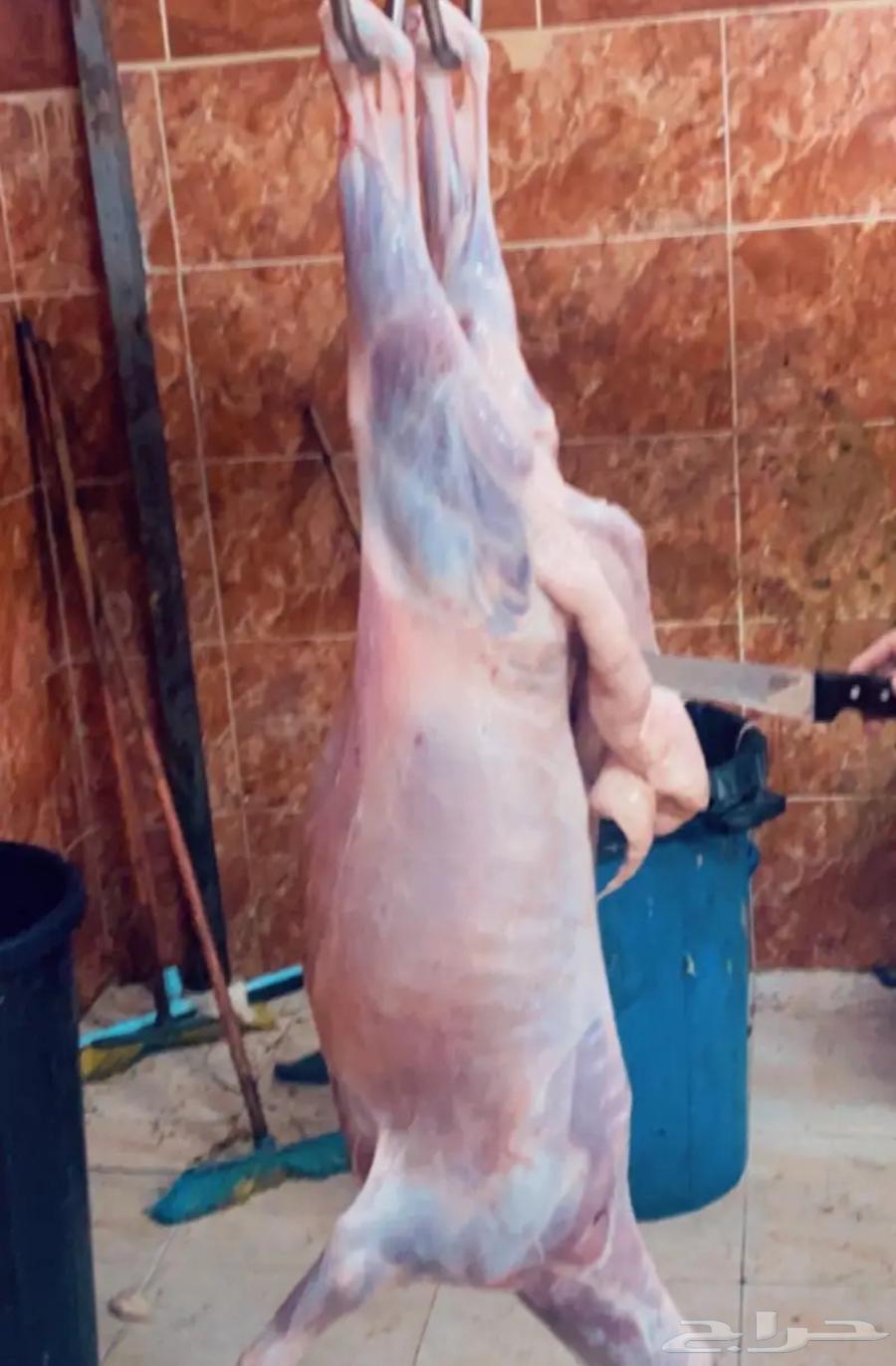 Slaughtered lambs from Shaweran sheep with skinning and delivery64459573350146113