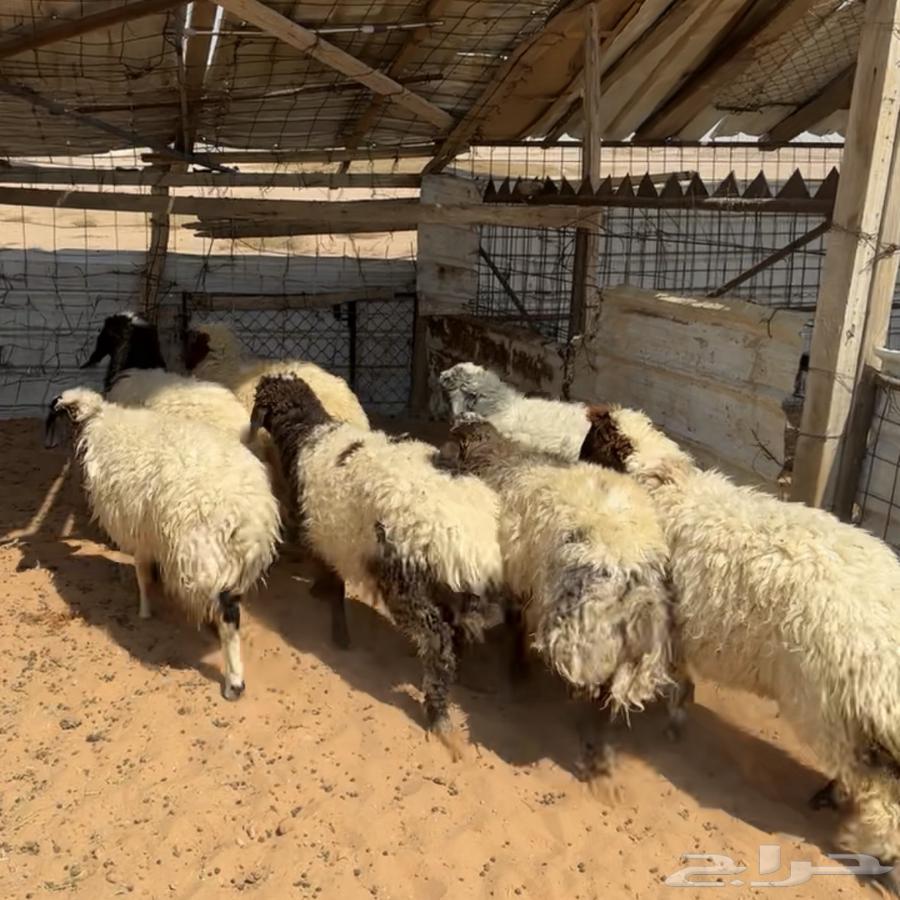 رخال نعيم ( تم البيع )64458348816257110