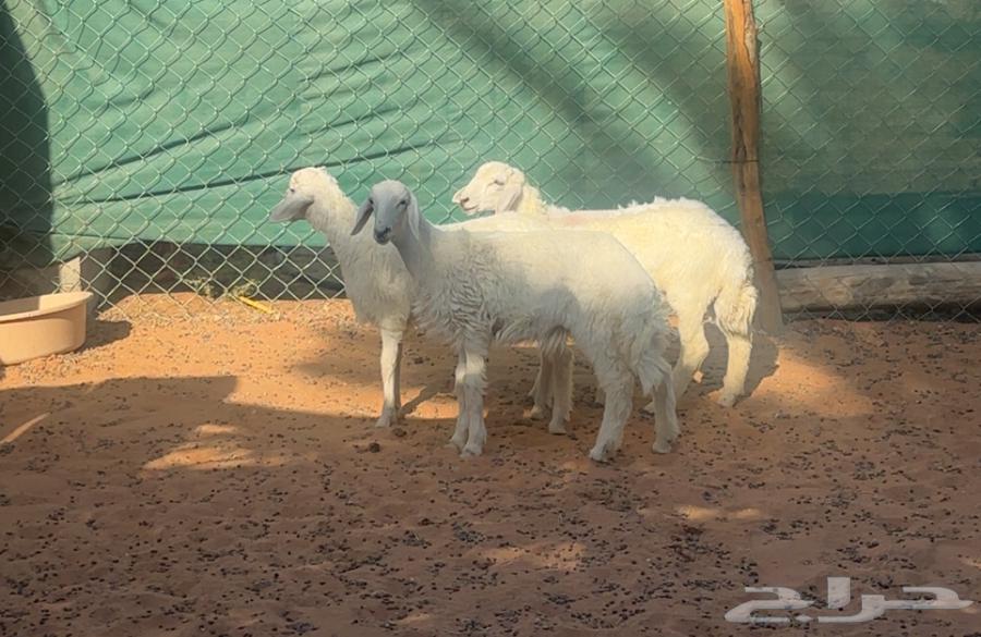 بهم حريات للبيع64458615206275110