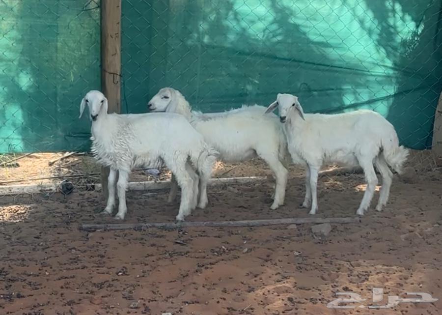 بهم حريات للبيع64458615206275112