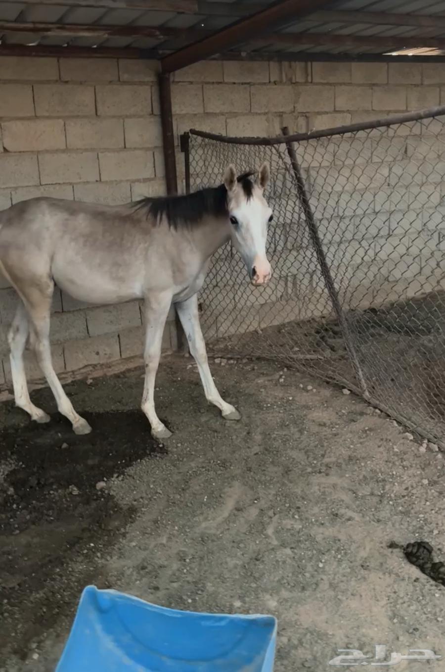 امهار للبيع64459573381507113