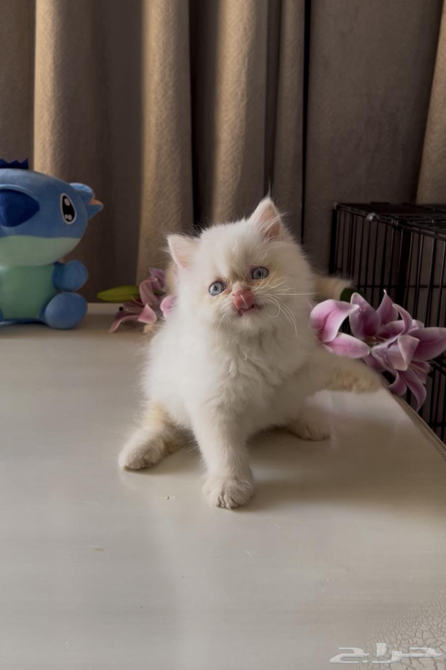 قطط بيرشن64459573414403111