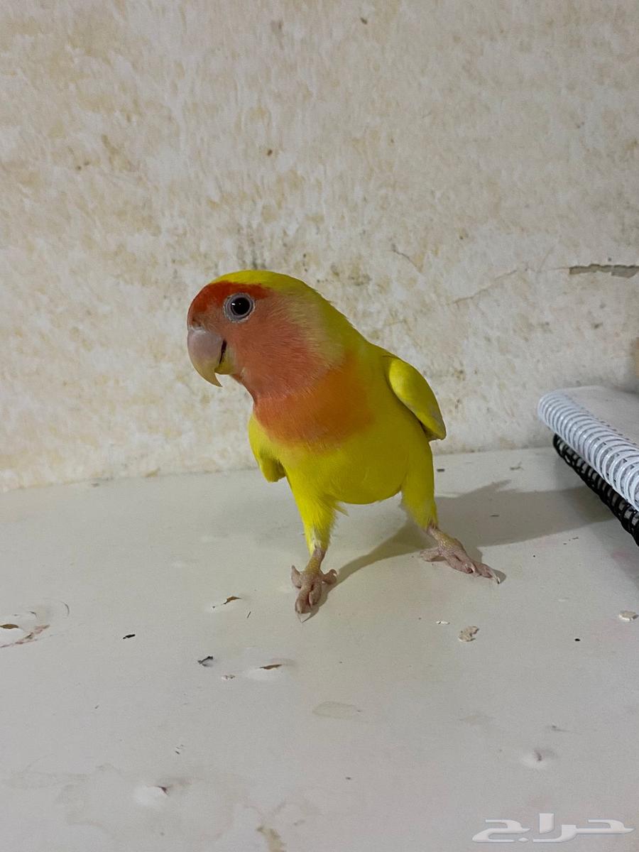 روز لاتينو اليف64463142341507110