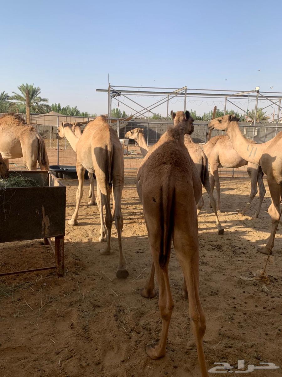 تيوس وقعدان صومالي جديده التفريد والجمله64460024131969111