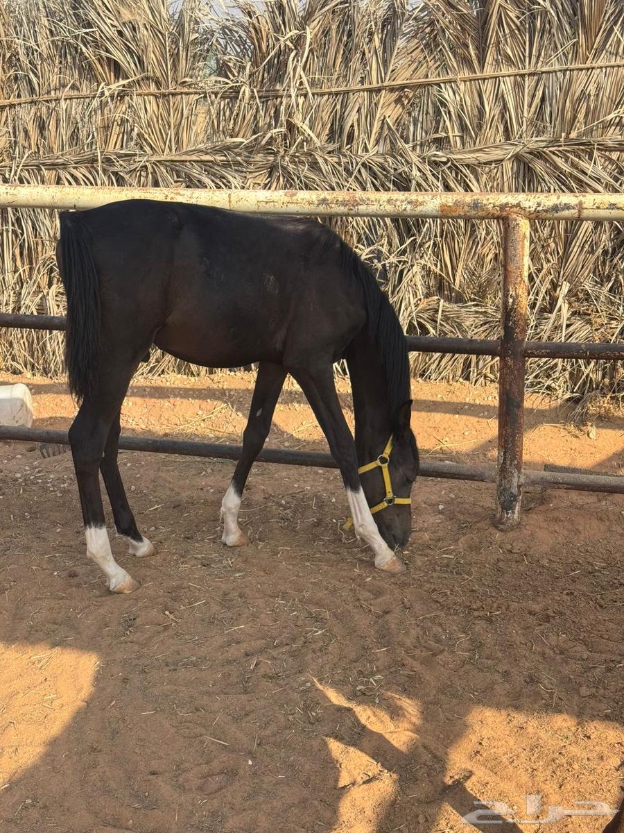 امهار شعبية للبيع64462624586113110