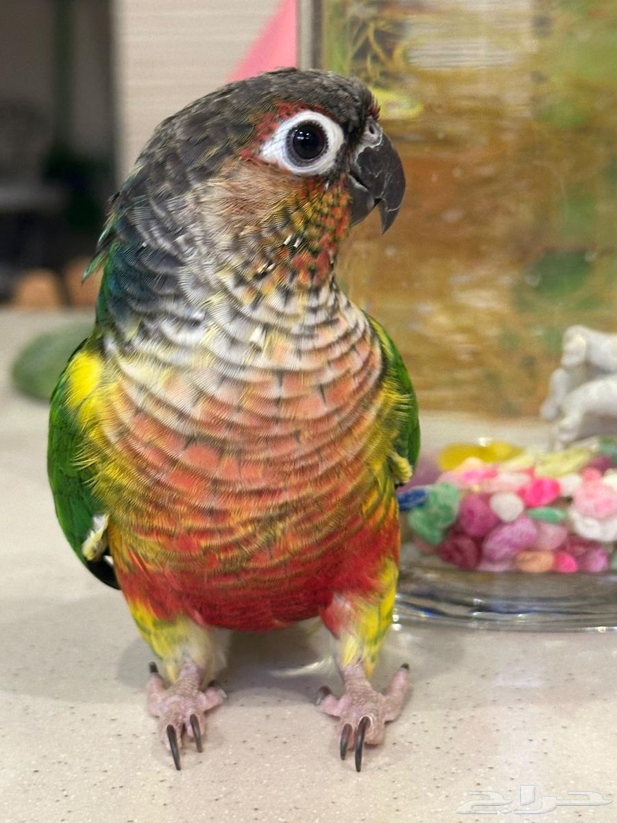 للبيع كنيور اليف ( تم البيع )64463169632897110