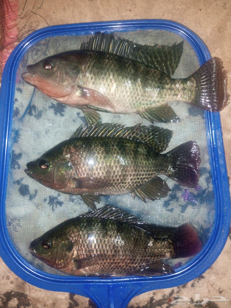 Tilapia fish for sale in large quantities at the lowest price in the market64460379279363111