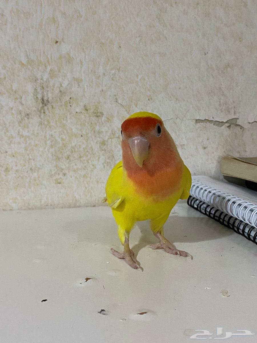 روز لاتينو اليف64463142341507111