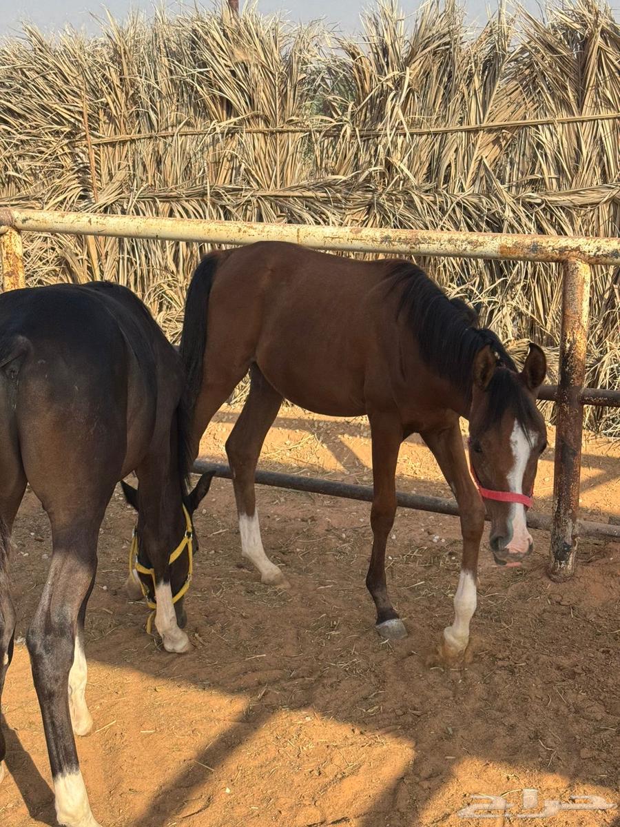 امهار شعبية للبيع64462624586113111