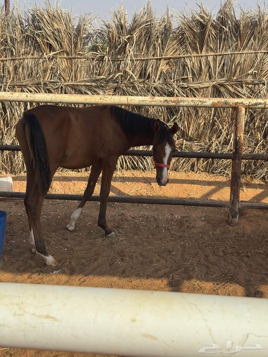 امهار شعبية للبيع64462624586113112