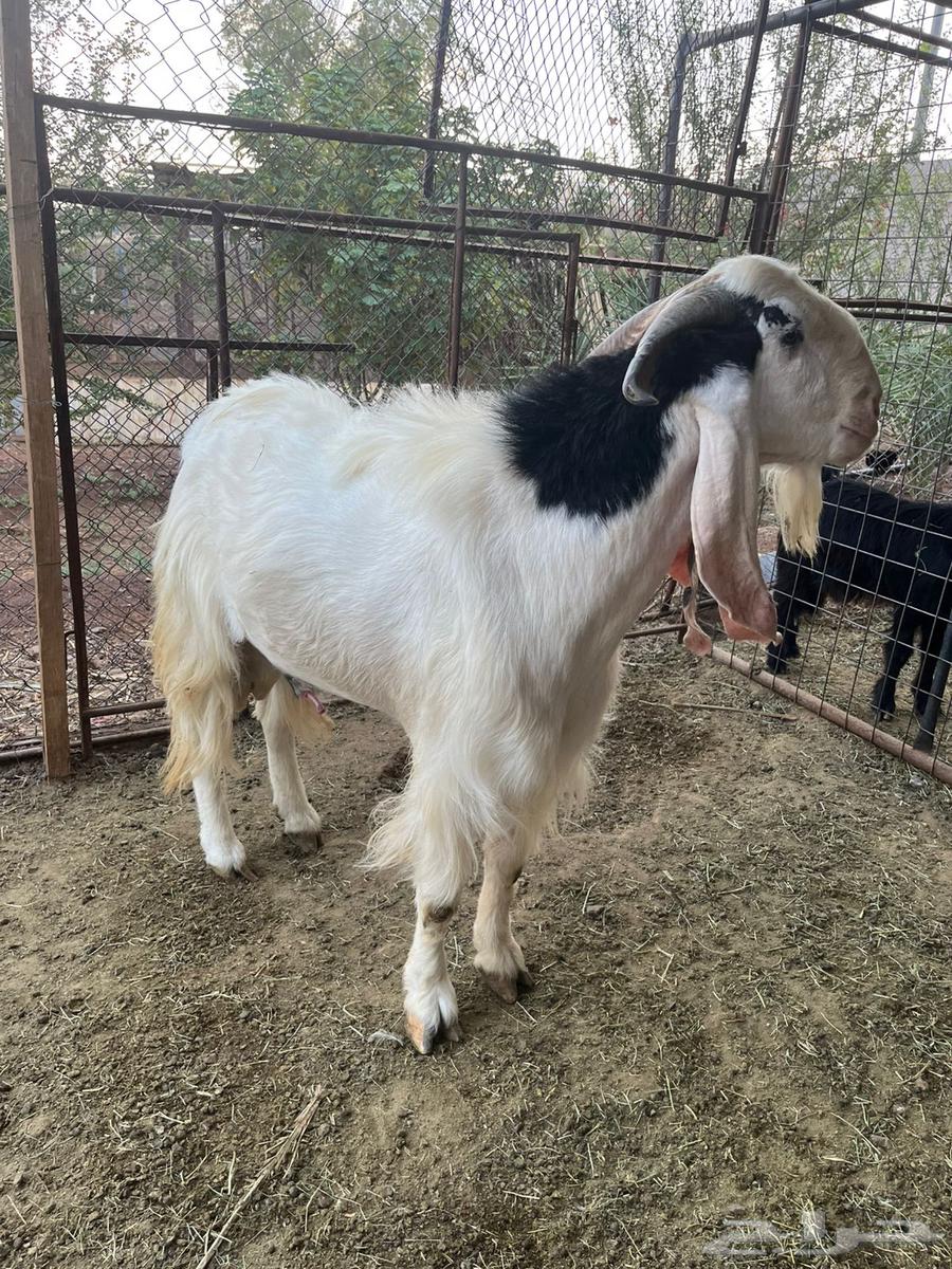 تيس فحل للبيع64461670535426110