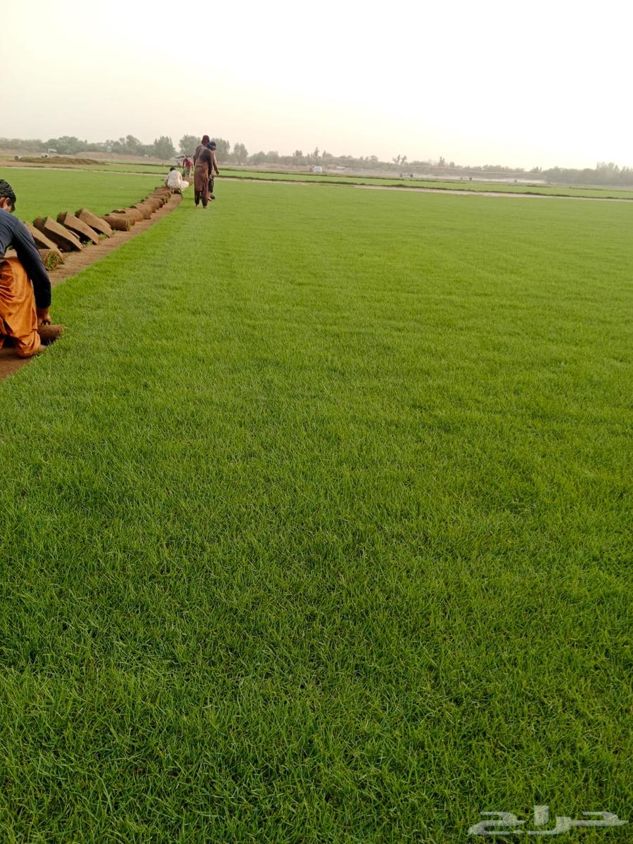 ثيل طبيعي او نجيله طبيعي مشروطه مضمونه64459065134465110