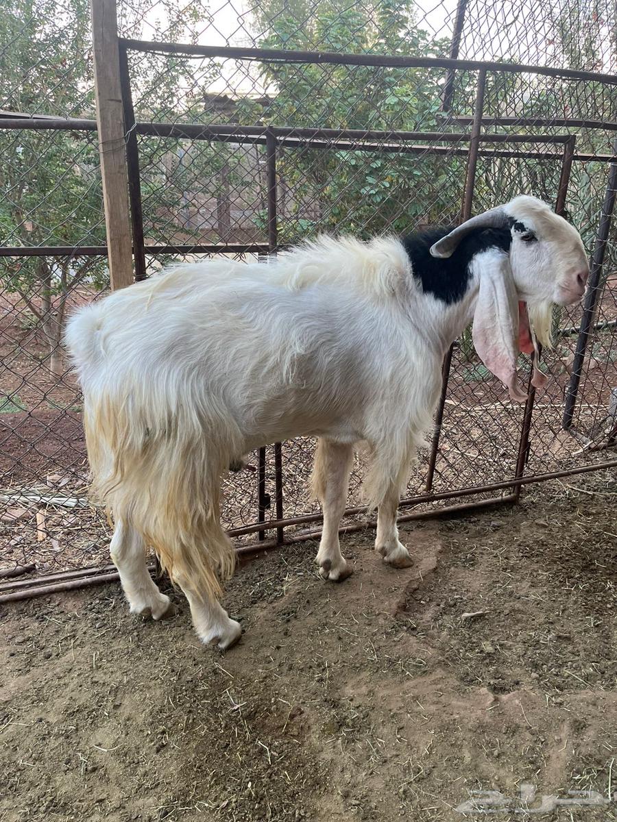 تيس فحل للبيع64461670535426111