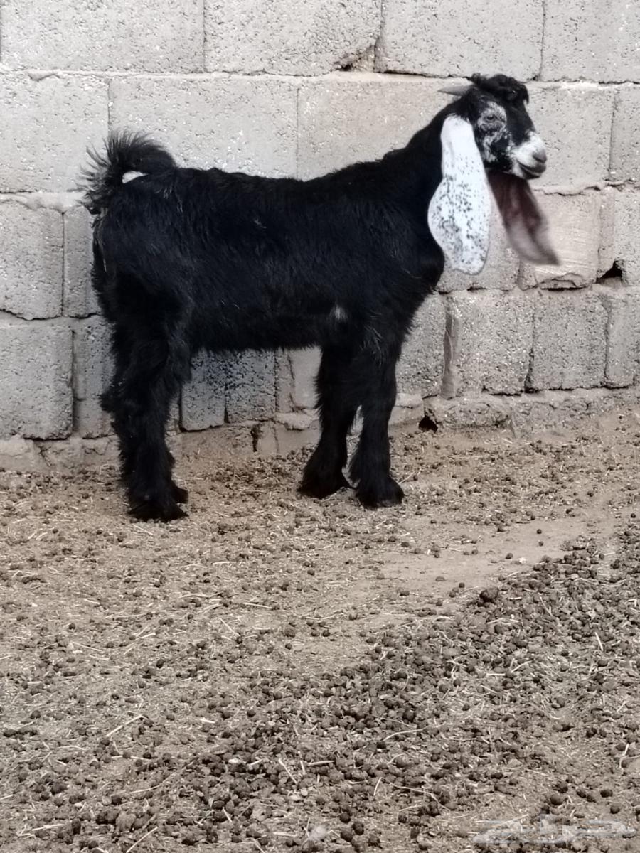 تيس عارضي للبيع64463418704258110