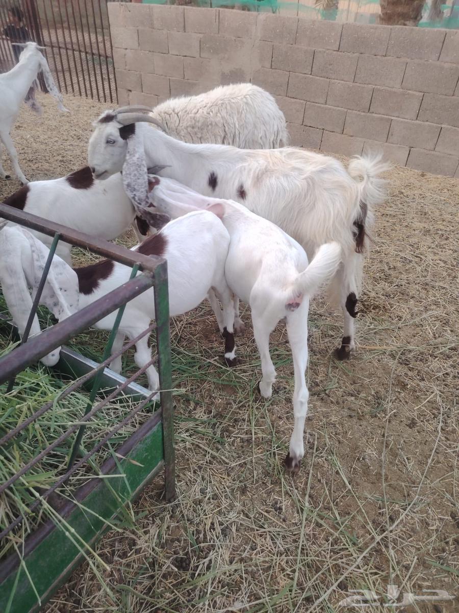 Jafar Musharik64457610468353110